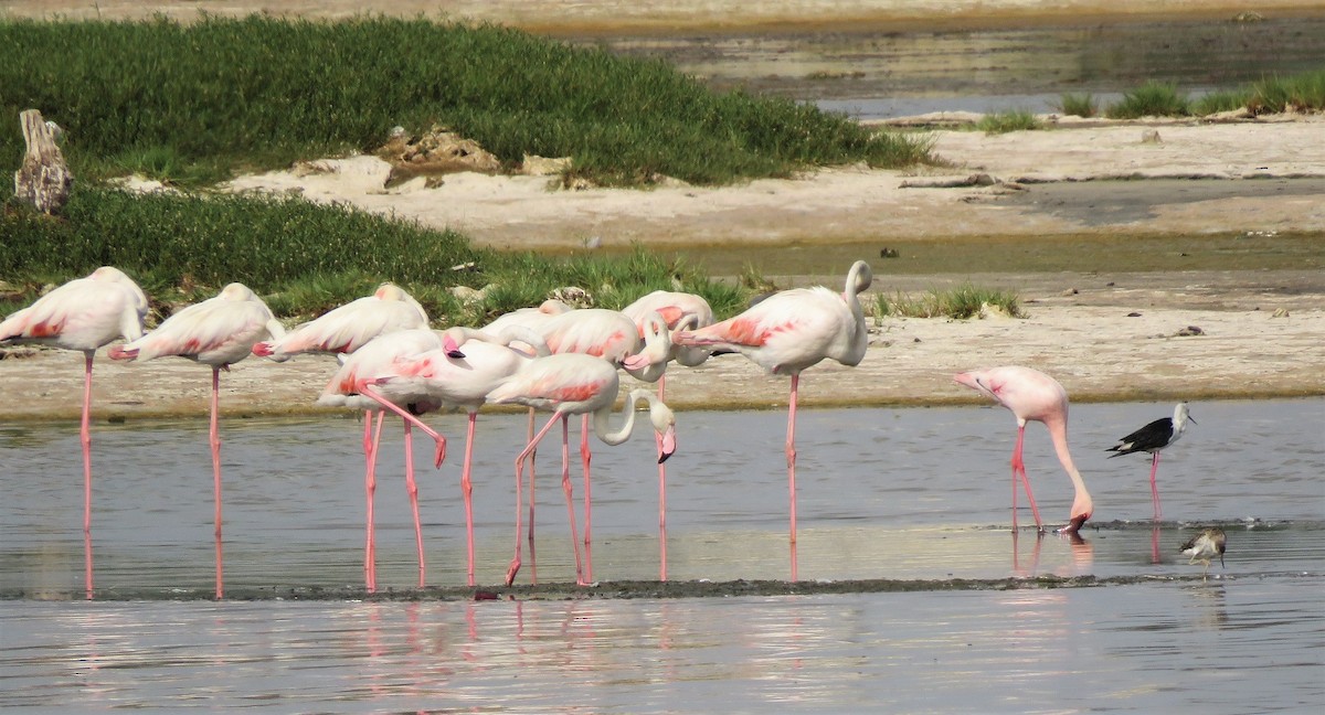Lesser Flamingo - Bram Piot