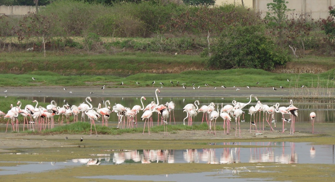 Greater Flamingo - Bram Piot