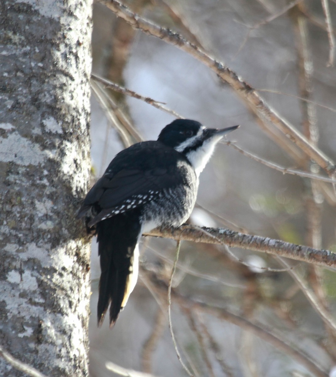 Black-backed Woodpecker - ML313181161