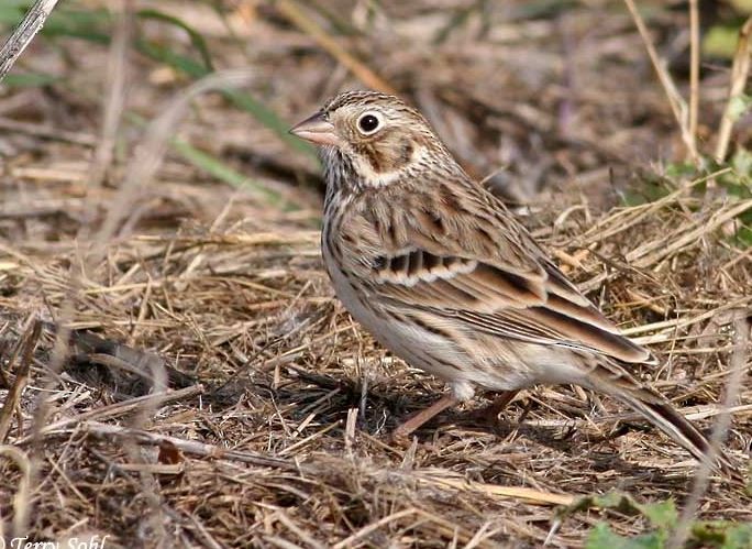 Vesper Sparrow - Dennis Cooke