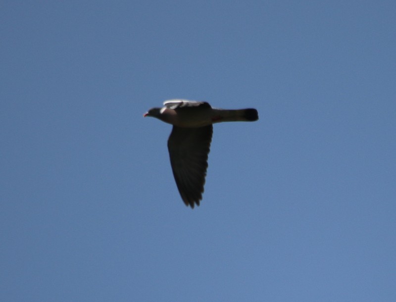 Common Wood-Pigeon - ML31318341