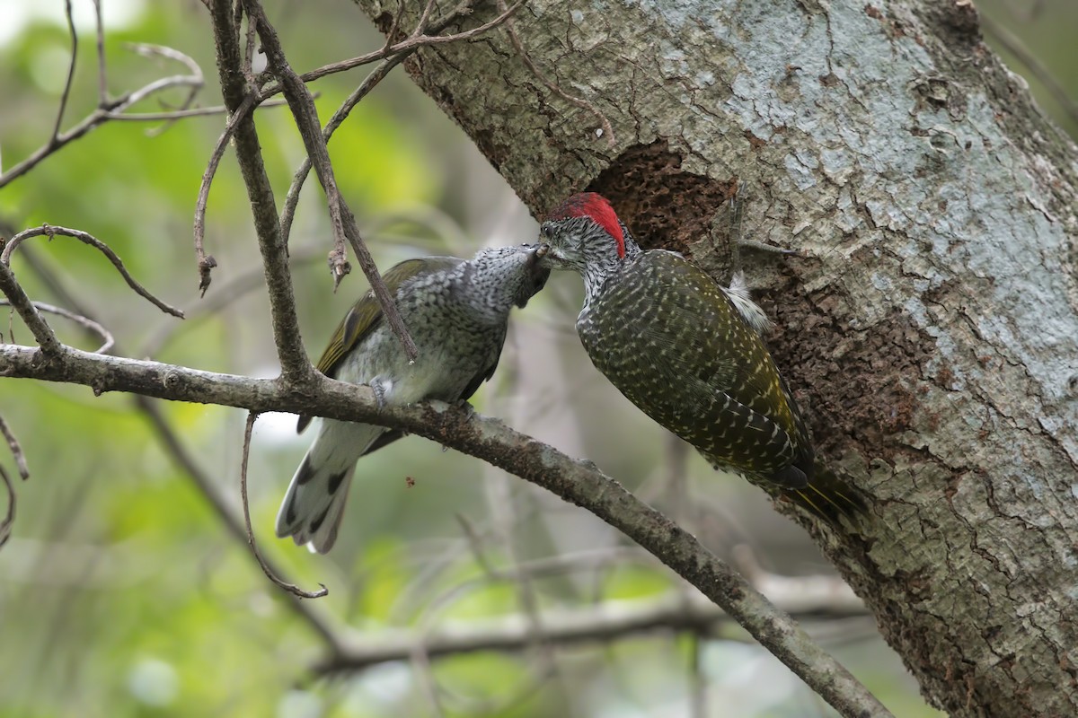 Golden-tailed Woodpecker - ML313186061