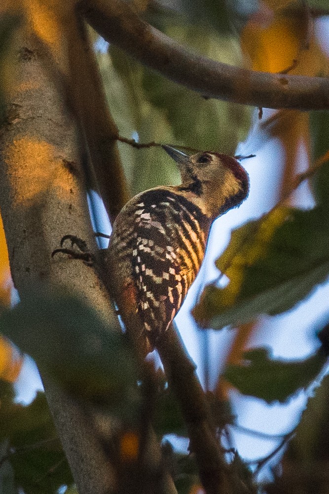 Fulvous-breasted Woodpecker - ML313186201