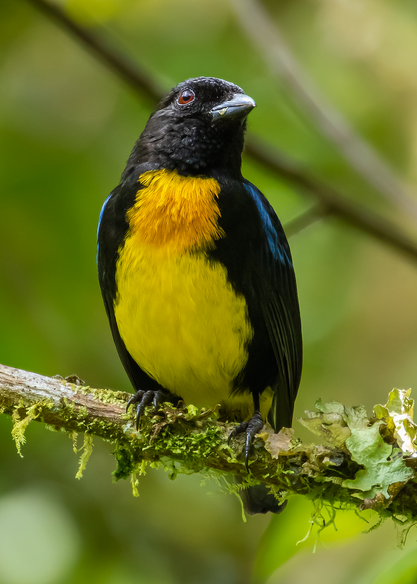 Black-and-gold Tanager - ML313187681