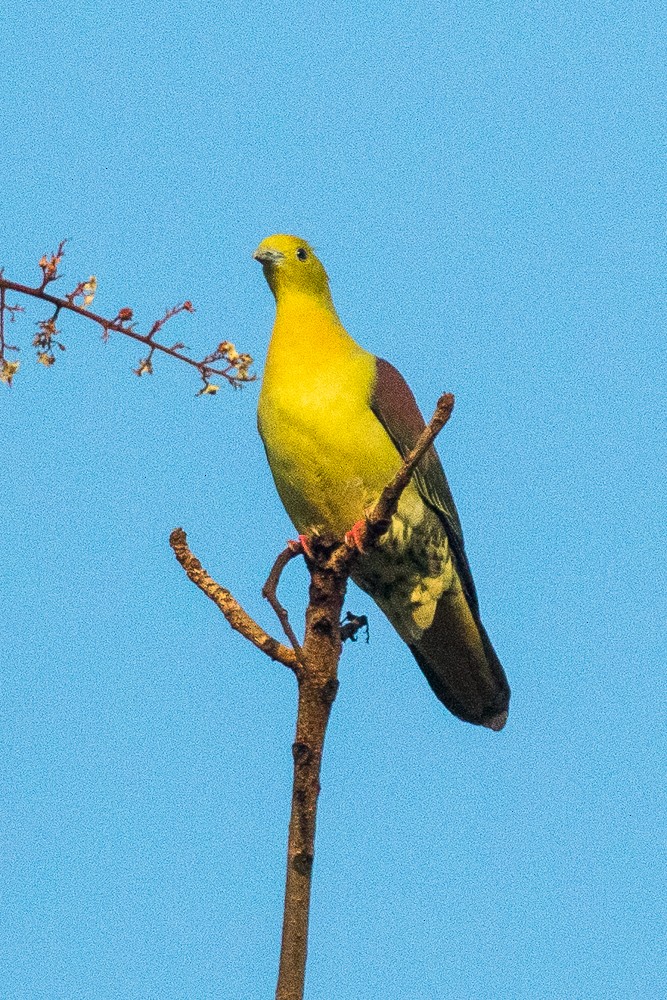Wedge-tailed Green-Pigeon - ML313188911