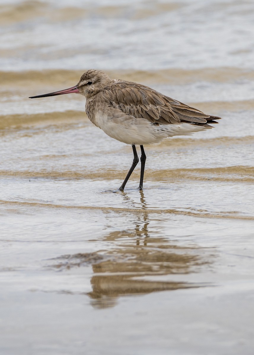 godwit sp. - eBird