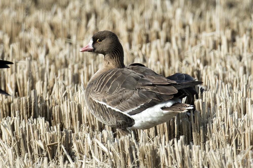 Lesser White-fronted Goose - Peter Han