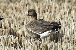 Lesser White-fronted Goose, ML313191661