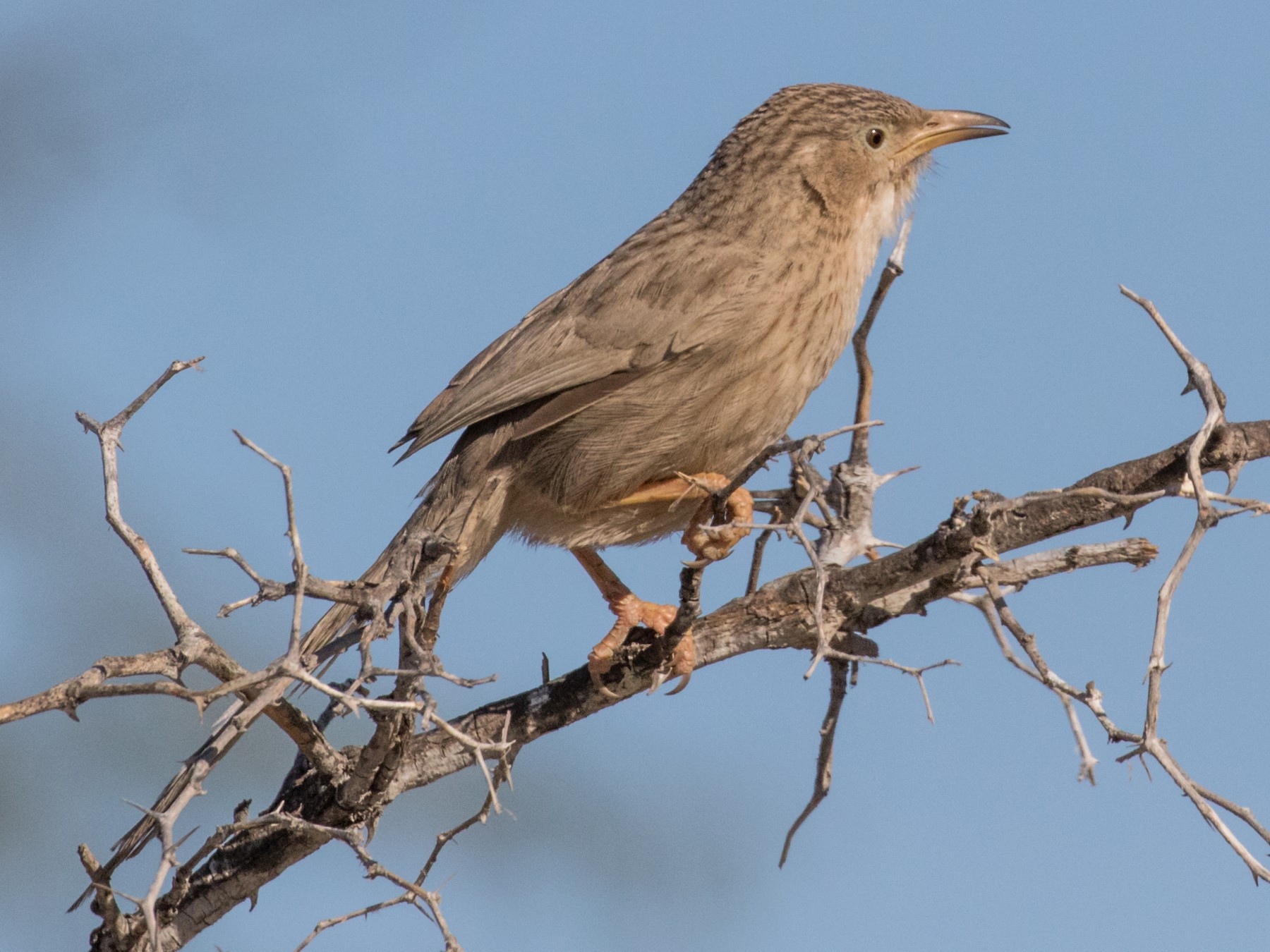 Afghan Babbler - Dorna Mojab