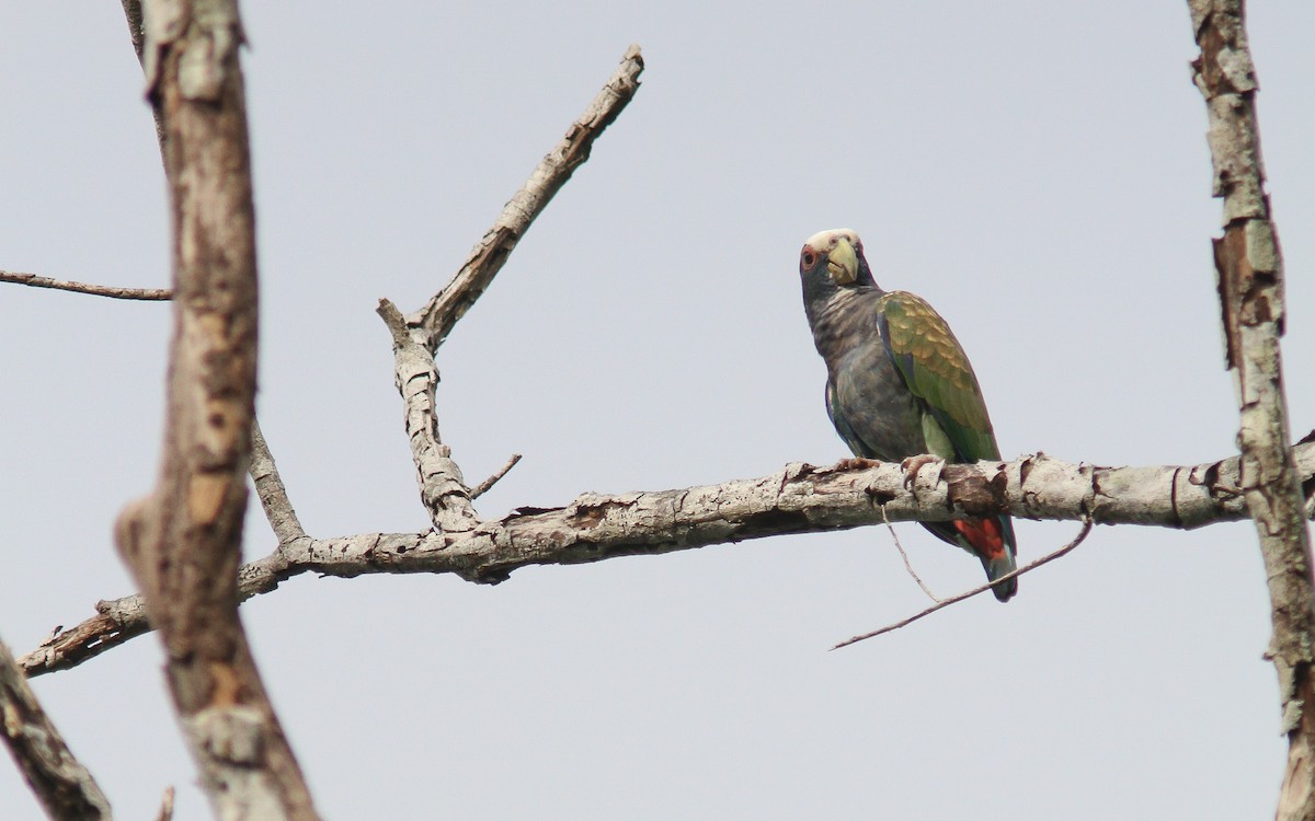 White-crowned Parrot - Uku Paal