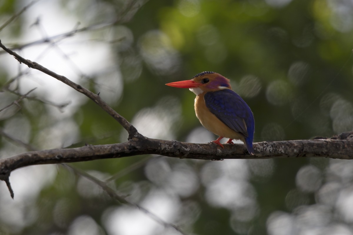 African Pygmy Kingfisher - Marco Valentini