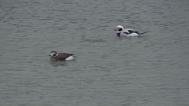 Long-tailed Duck - ML313223901