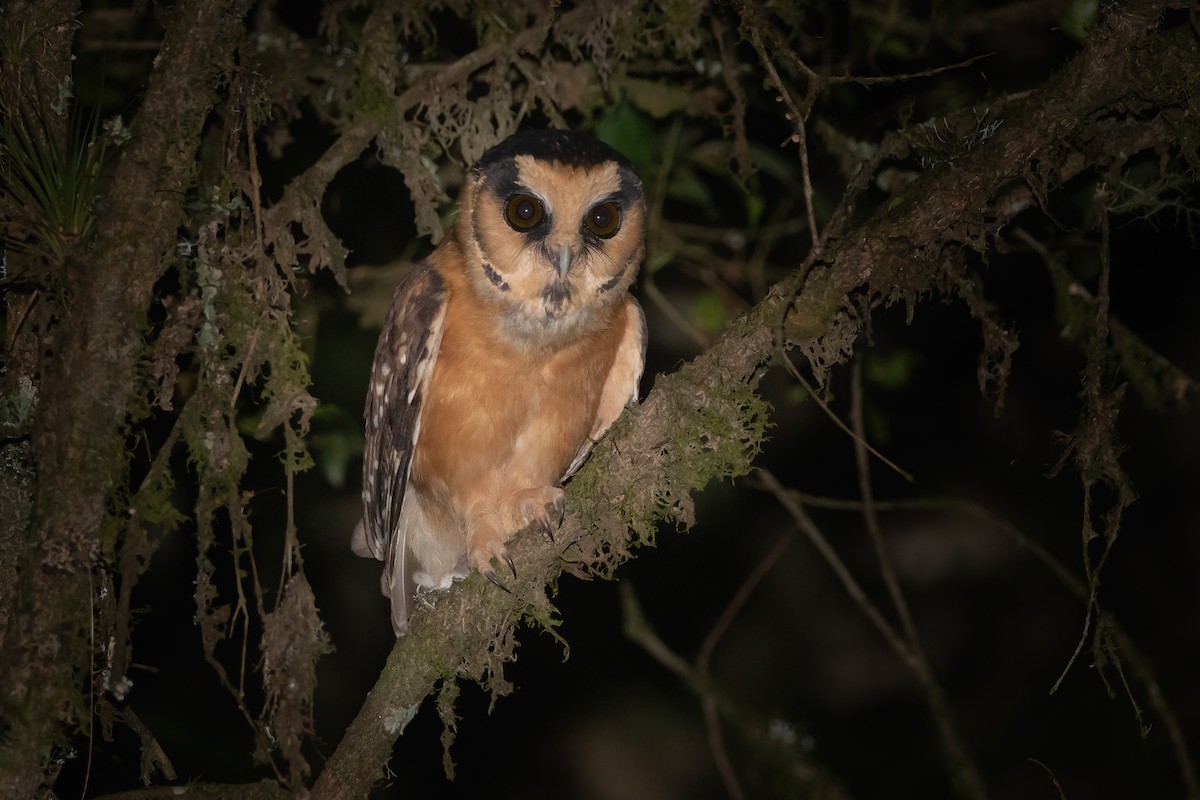 Buff-fronted Owl - ML313223921