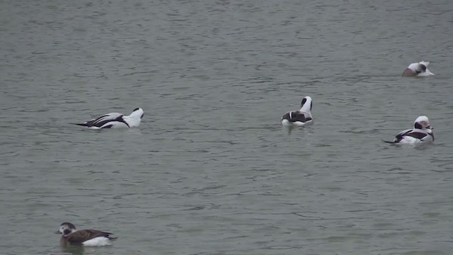 Long-tailed Duck - ML313225011