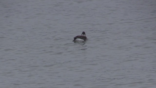 Long-tailed Duck - ML313225531
