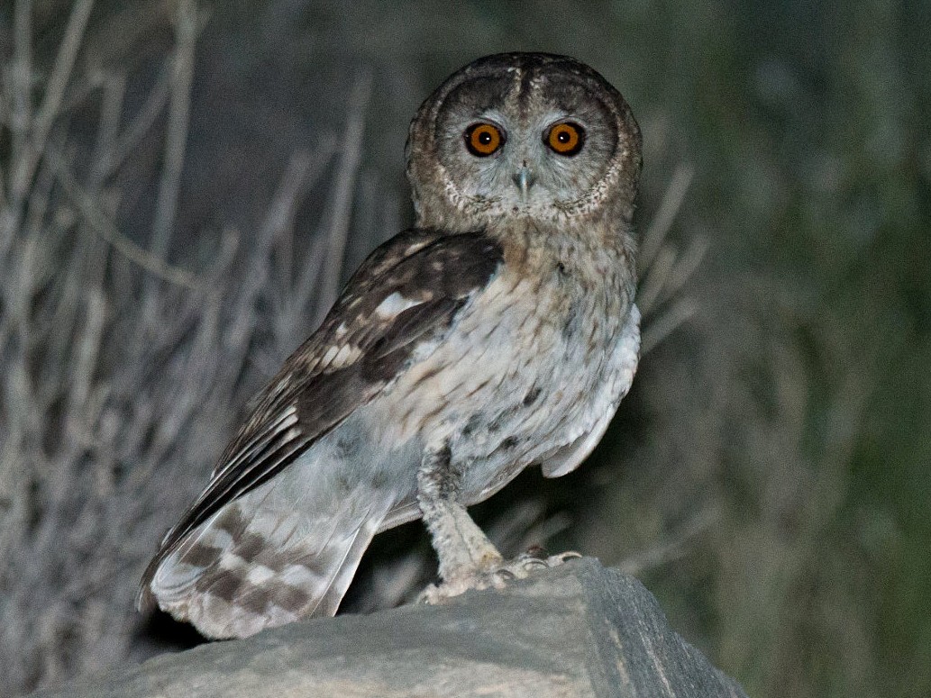 Omani Owl - eBird