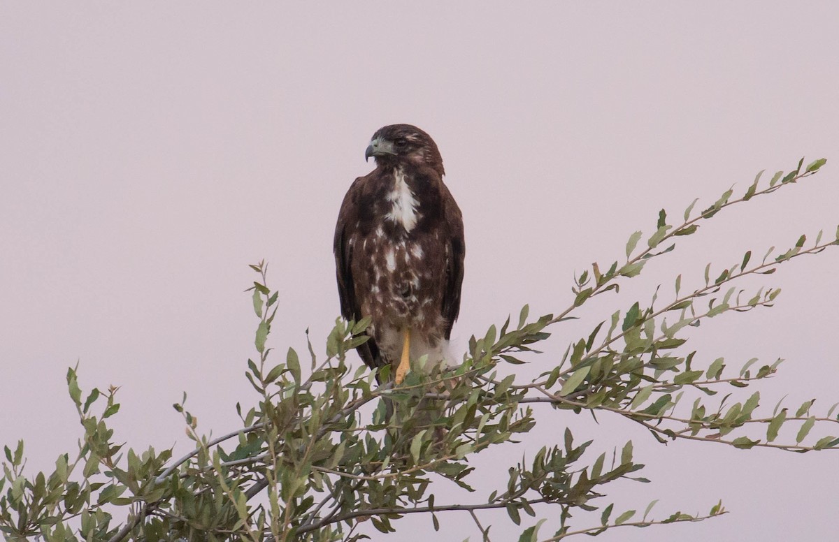 White-tailed Hawk - Patrick Van Thull