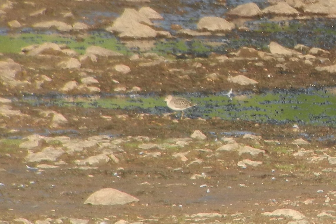 Buff-breasted Sandpiper - Barry Blust