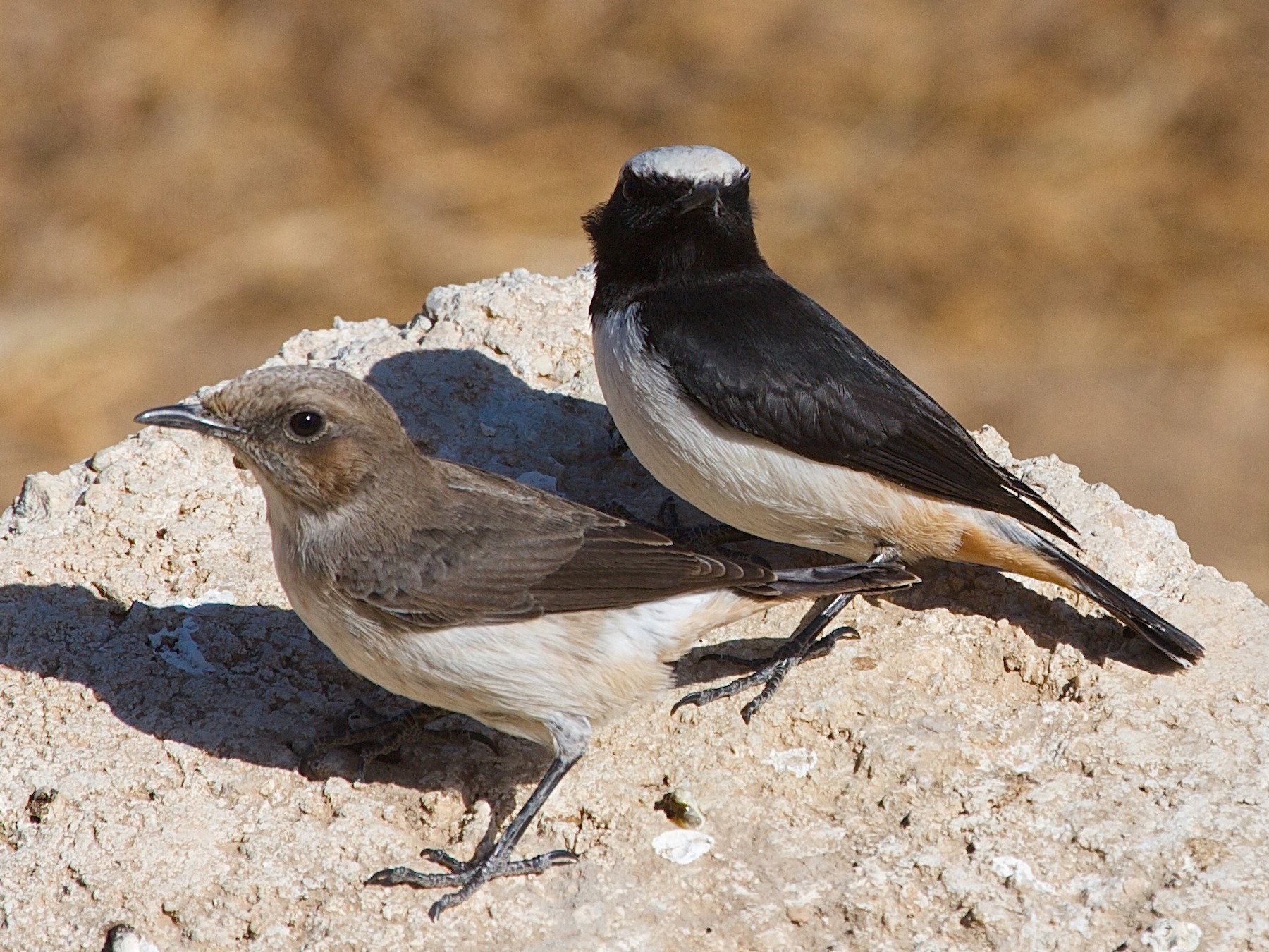 Arabian Wheatear - eBird