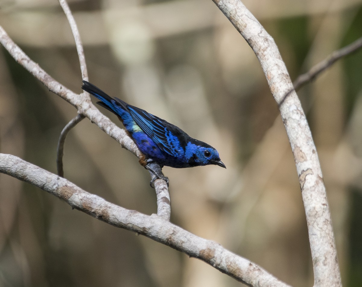 Opal-rumped Tanager - ML313249651