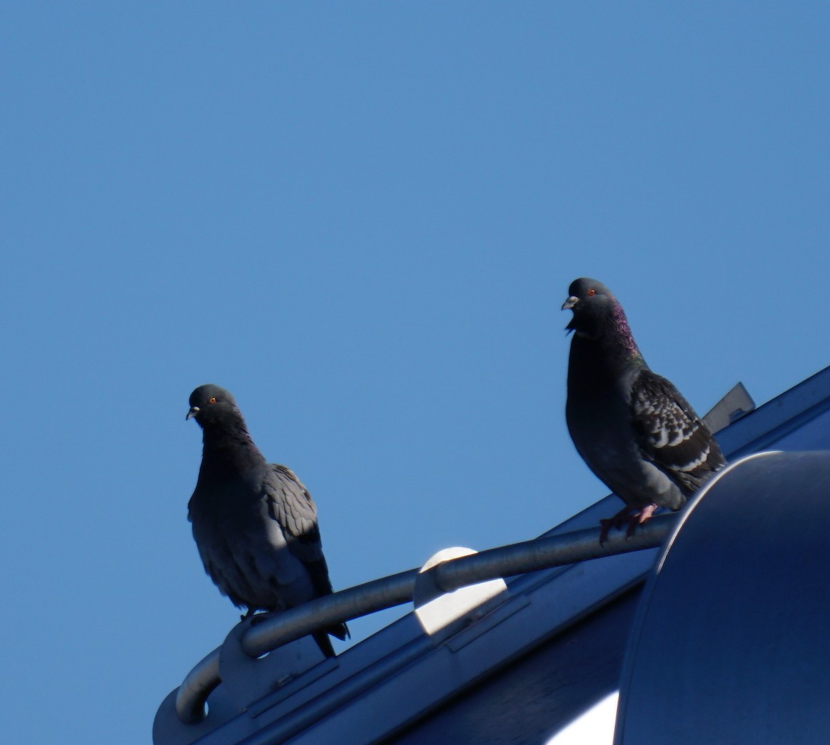 Rock Pigeon (Feral Pigeon) - Cindy & Gene Cunningham