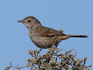 Sedosito Gorjirrojo - eBird