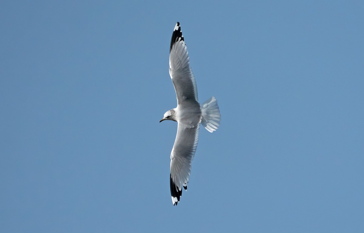 Common Gull - Daniel López-Velasco | Ornis Birding Expeditions