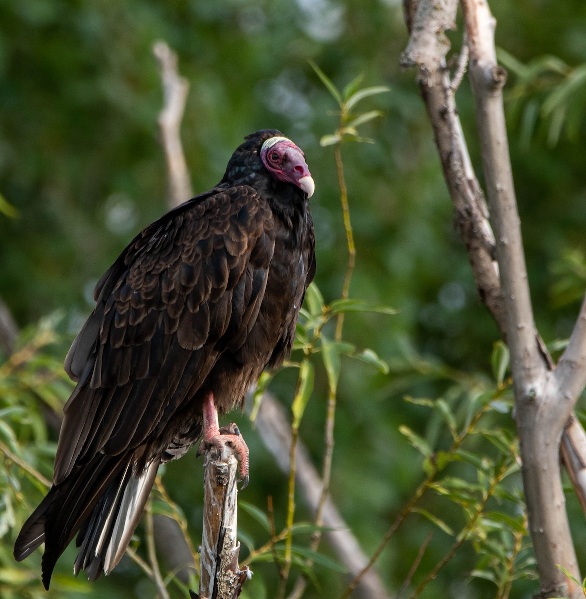 Turkey Vulture - Elias Gonzalez