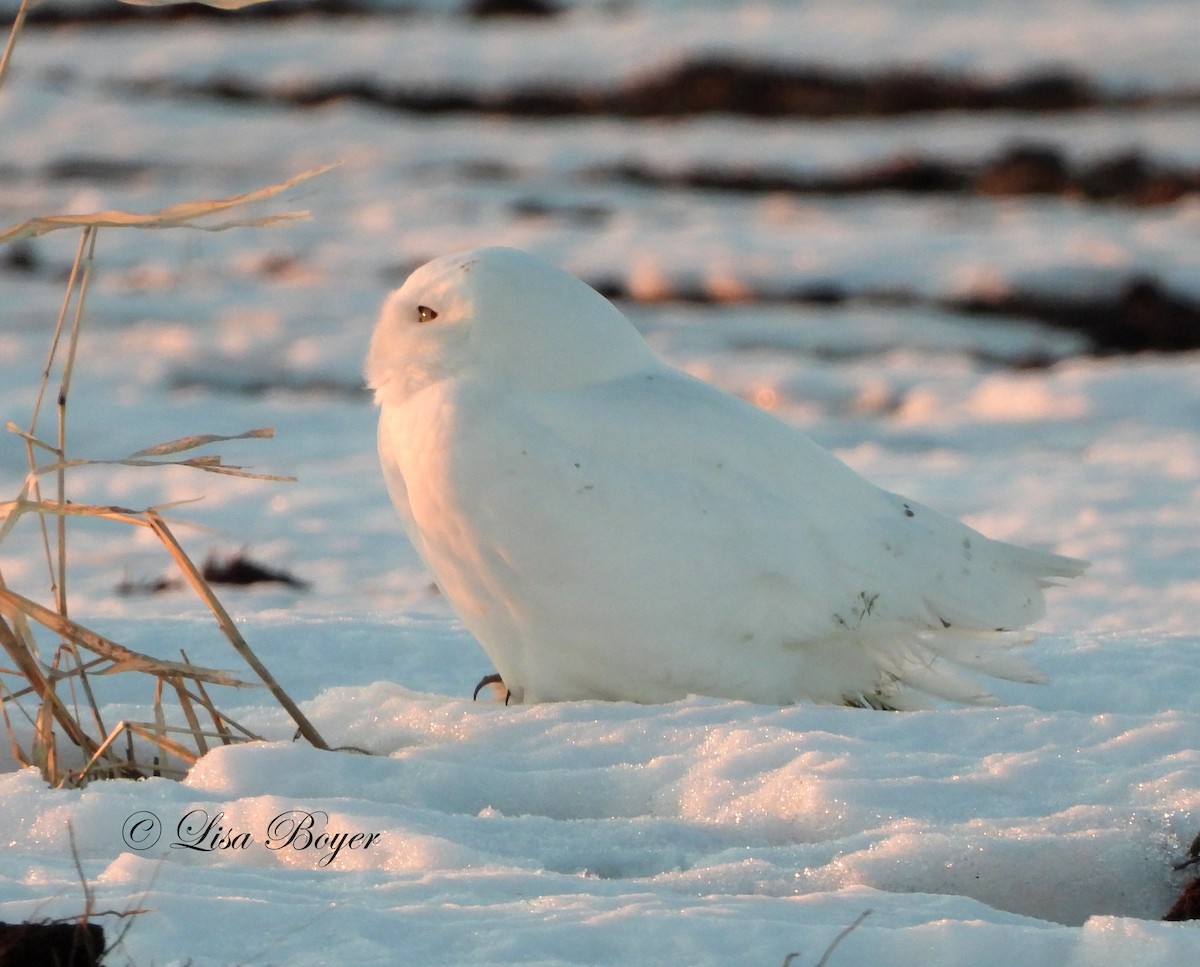 Snowy Owl - ML313282591