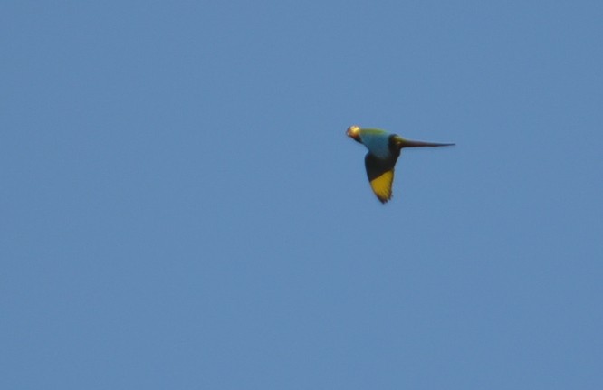 Blue-winged Macaw - Ben Phalan