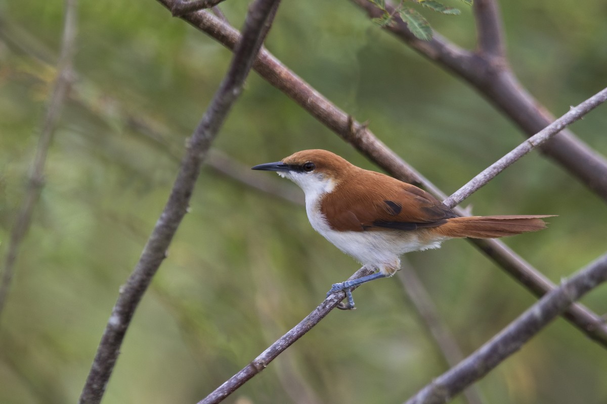Red-and-white Spinetail - ML313284341