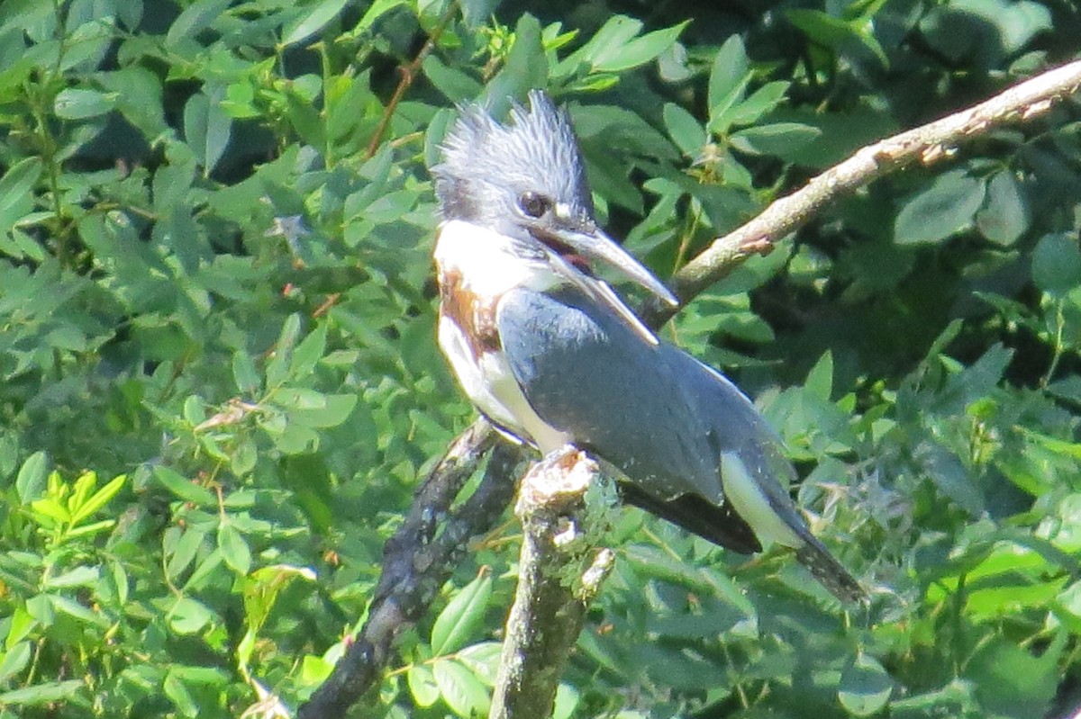 Belted Kingfisher - ML31328461