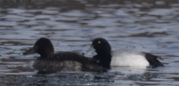 Greater Scaup - ML313287751