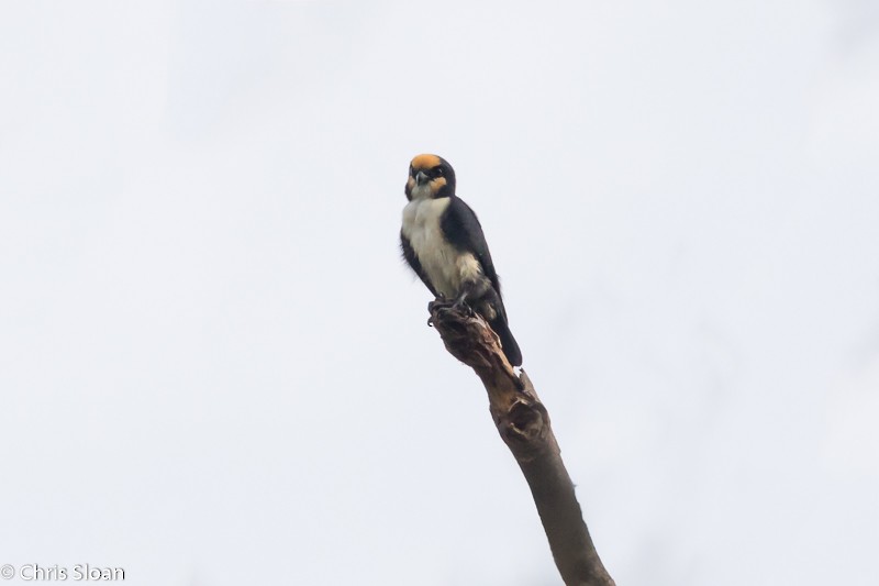 White-fronted Falconet - ML31328861