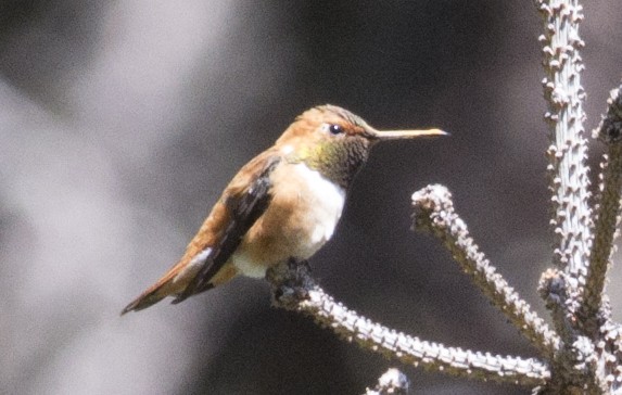 Rufous Hummingbird - ML31329151