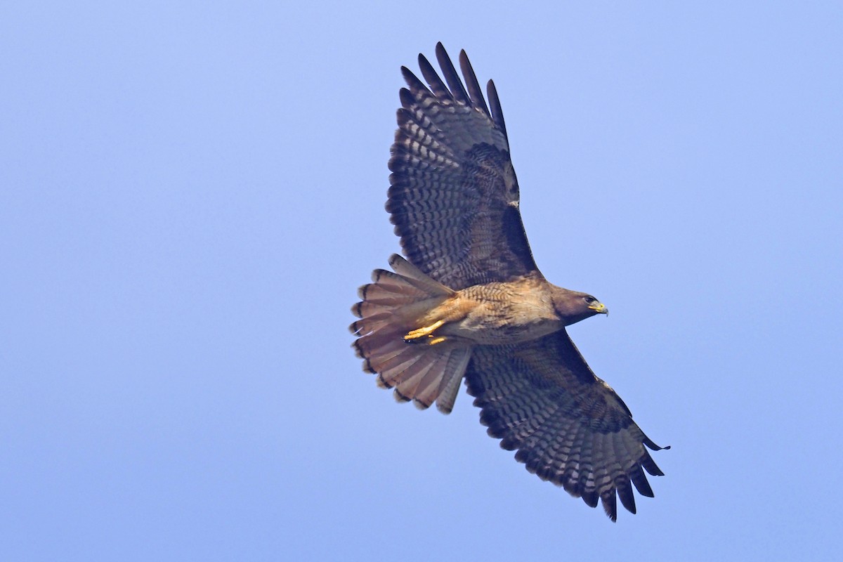 Red-tailed Hawk - ML313294091