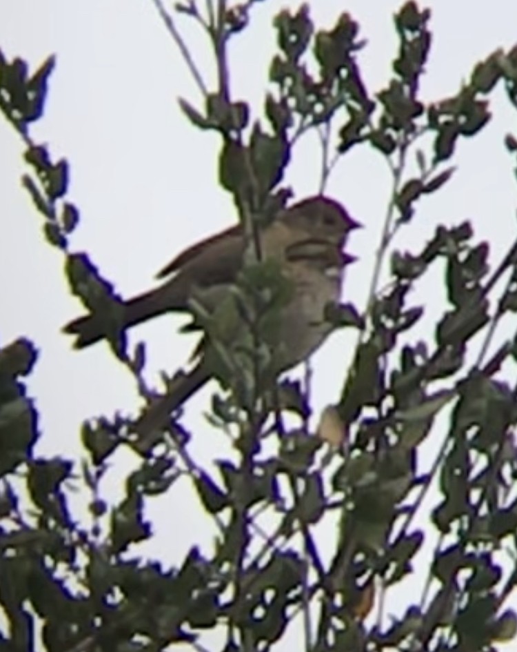 White-throated Sparrow - Jules  Wyman