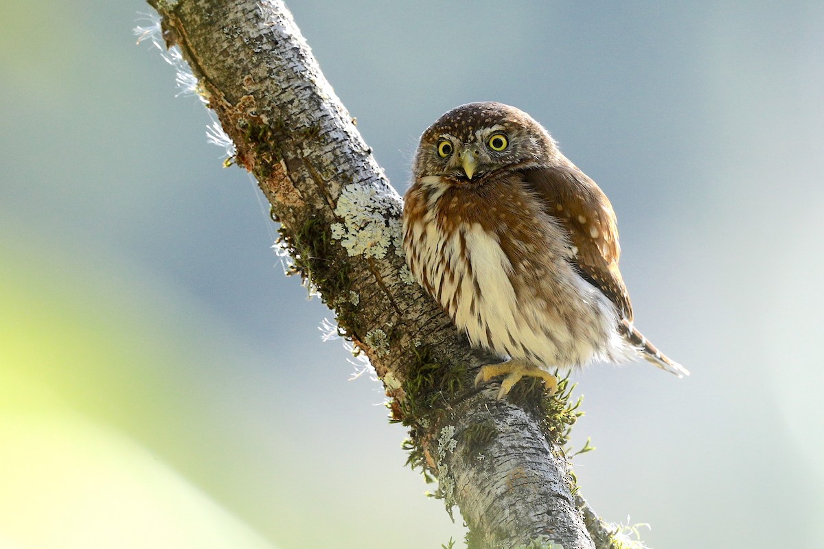 Northern Pygmy-Owl - ML313305171