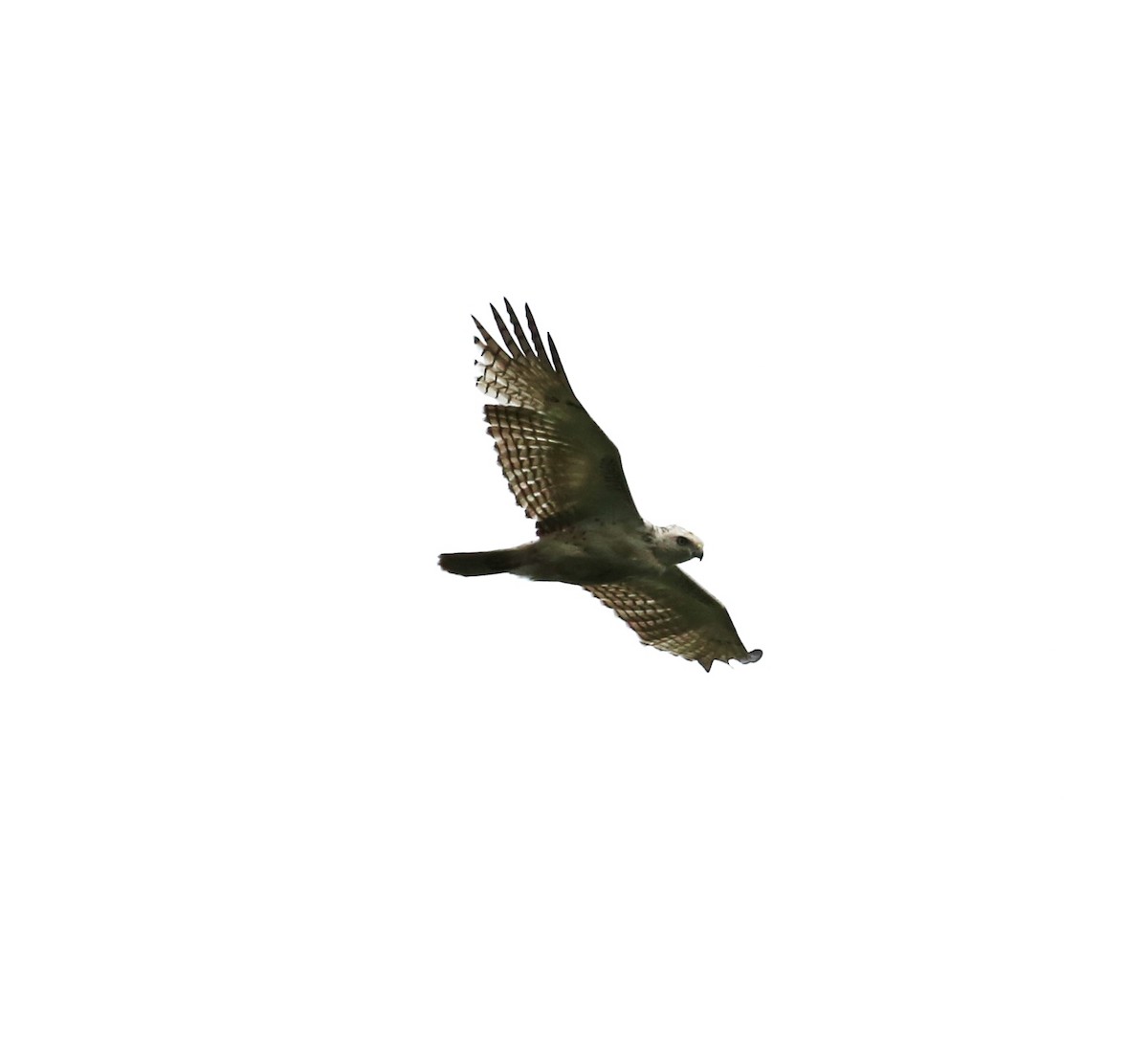 Red-tailed Hawk (Krider's) - Dennis Cooke