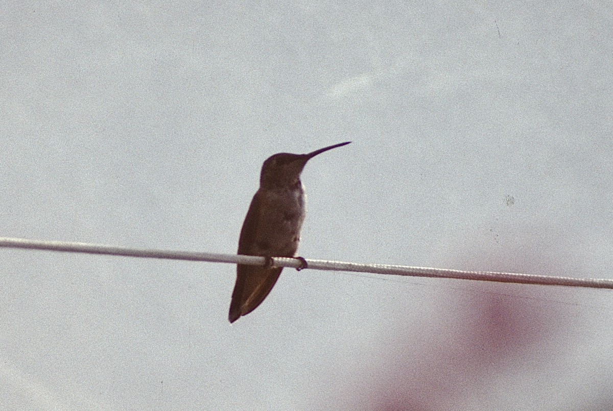 Rufous Hummingbird - Charles Duncan
