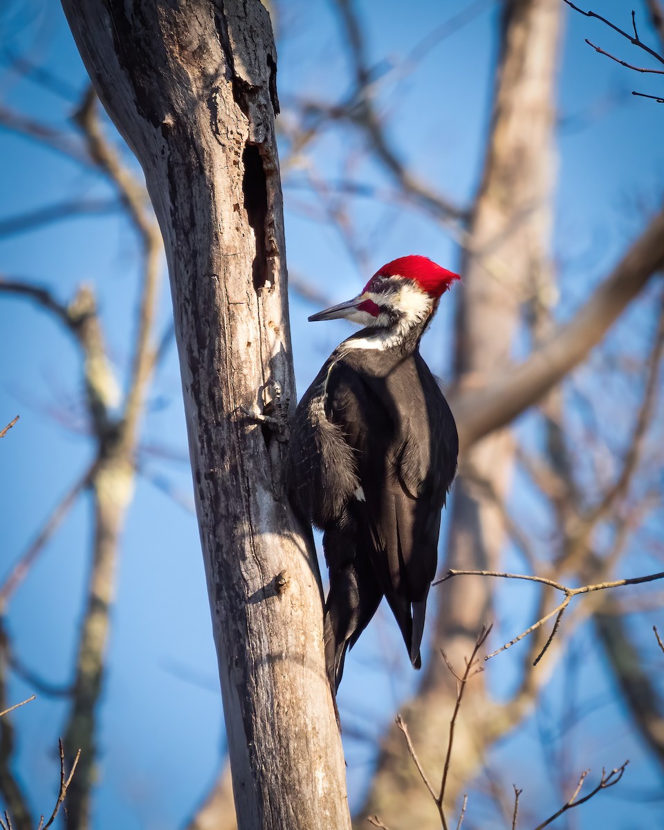 Pileated Woodpecker - Miguel A. Corona