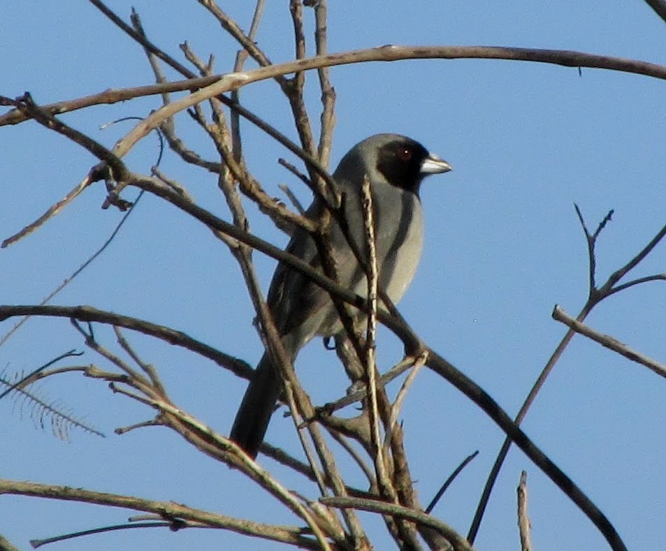 Black-faced Tanager - ML313334081
