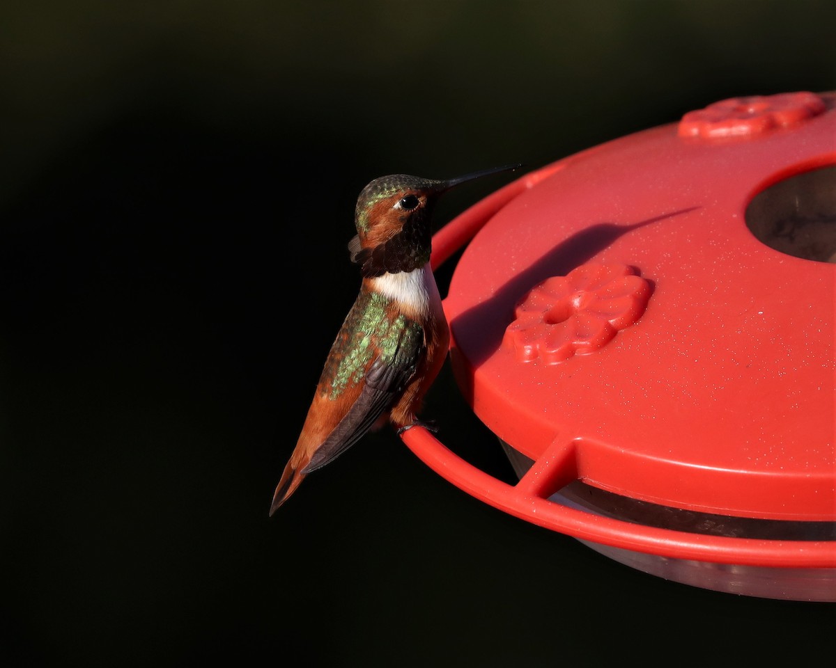Rufous/Allen's Hummingbird - ML313334831