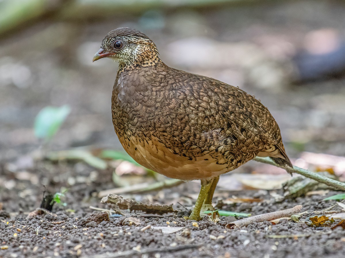 Scaly-breasted Partridge - Tropicoperdix chloropus - Birds of the World