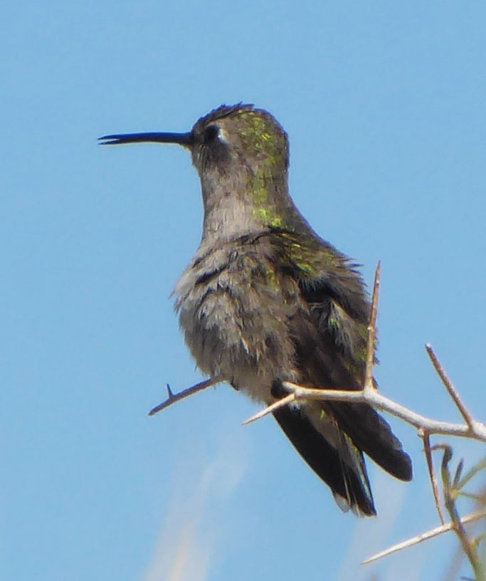 Costa's Hummingbird - LeRoy  Dorman