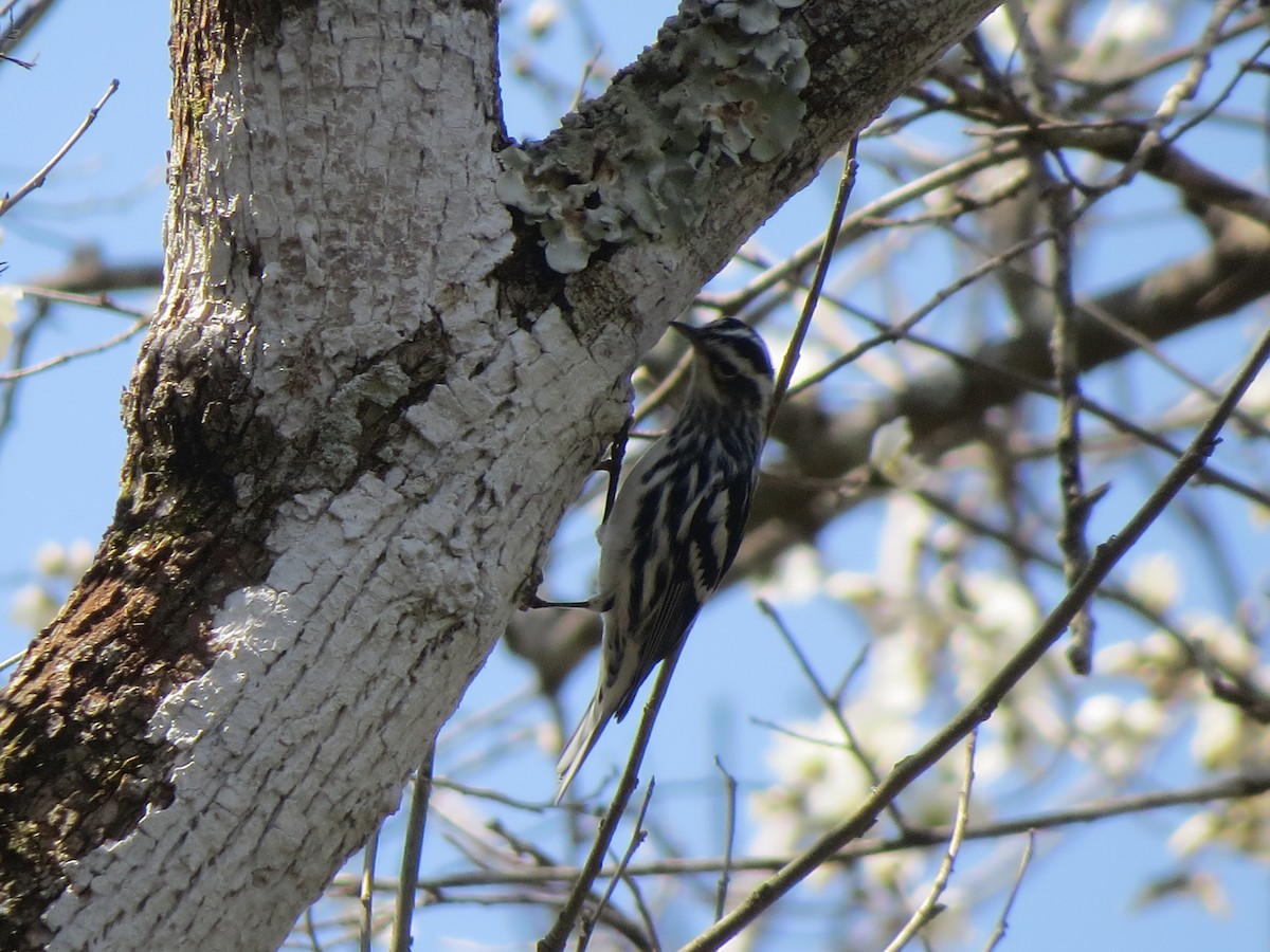 Black-and-white Warbler - ML313347341
