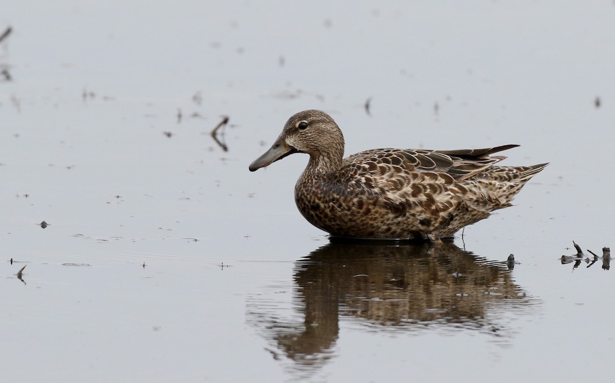 Blue-winged Teal - ML313348941