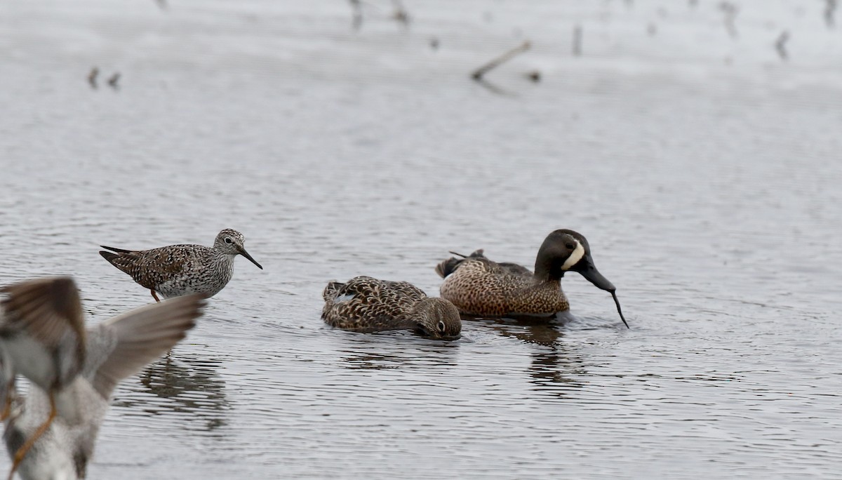 Blue-winged Teal - ML313348961