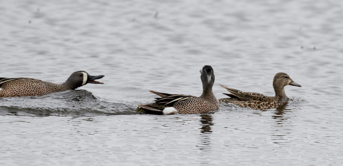 Blue-winged Teal - ML313349001