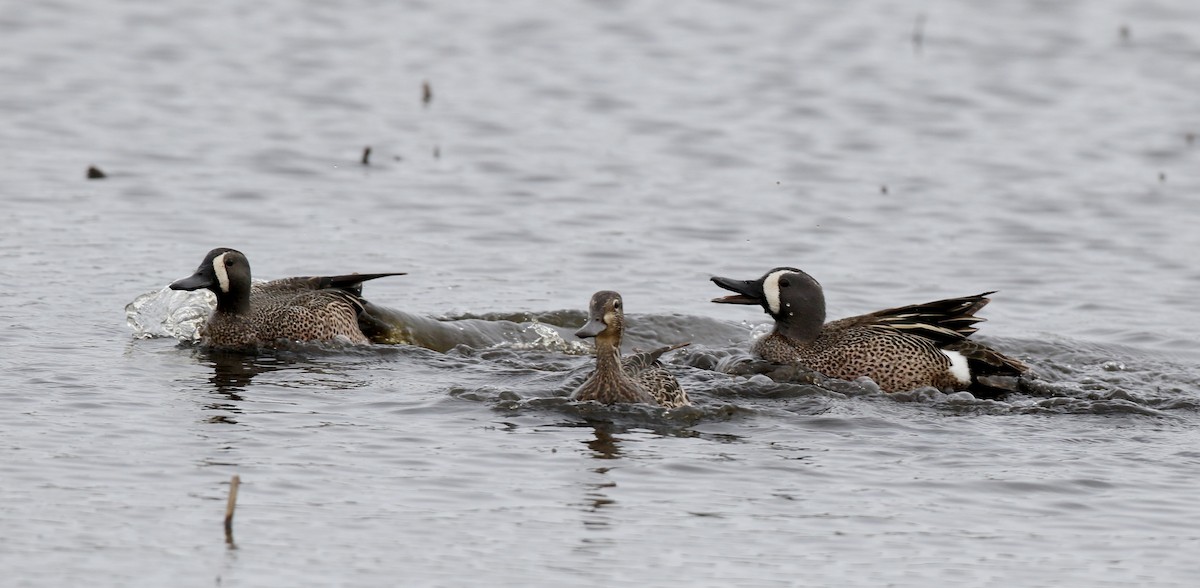 Blue-winged Teal - ML313349261